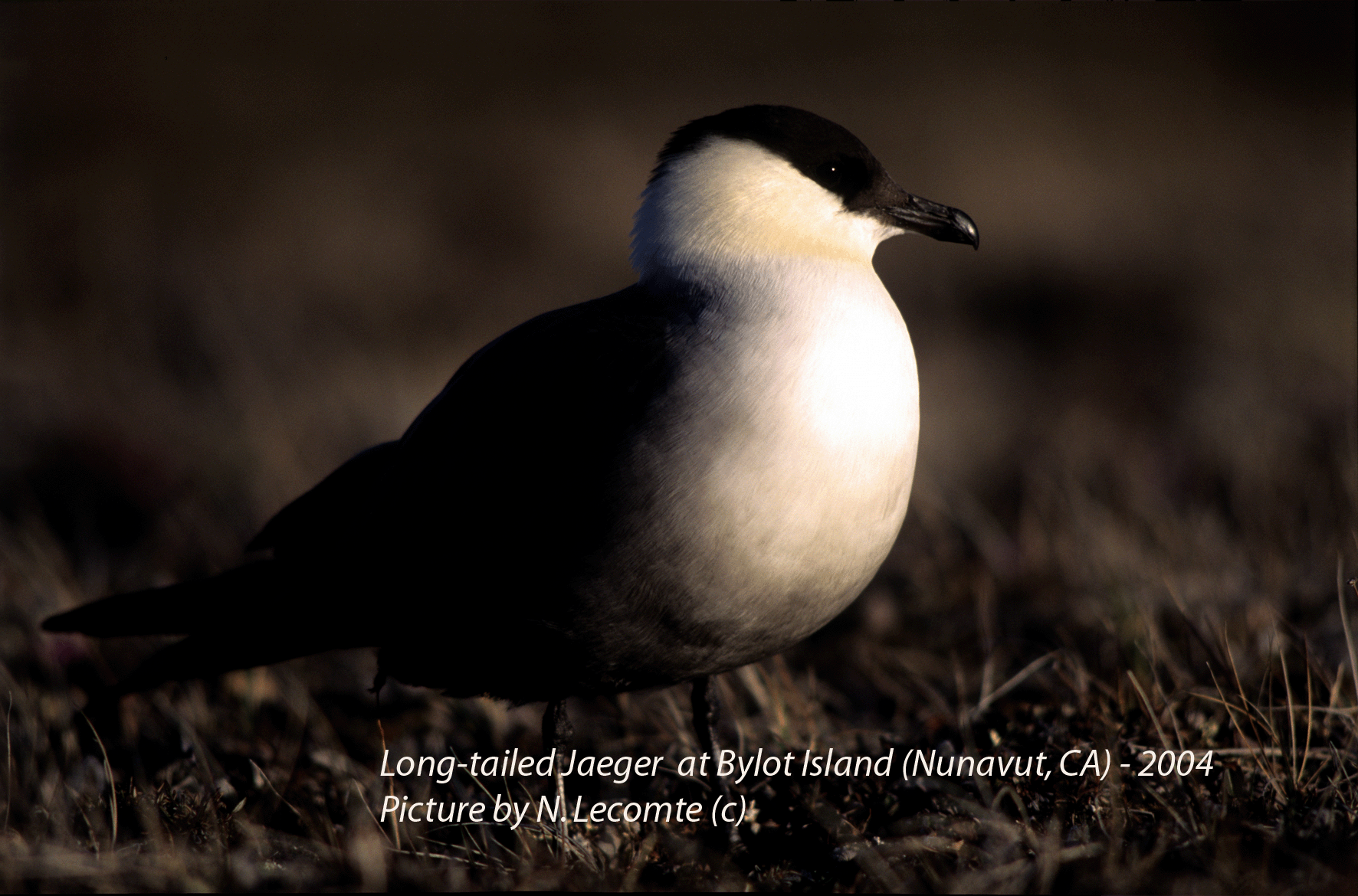 Long-tailed Jaeger_ N. Lecomte